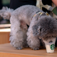 A poodle eats Starbucks ice cream at a pet-friendly Starbucks in China